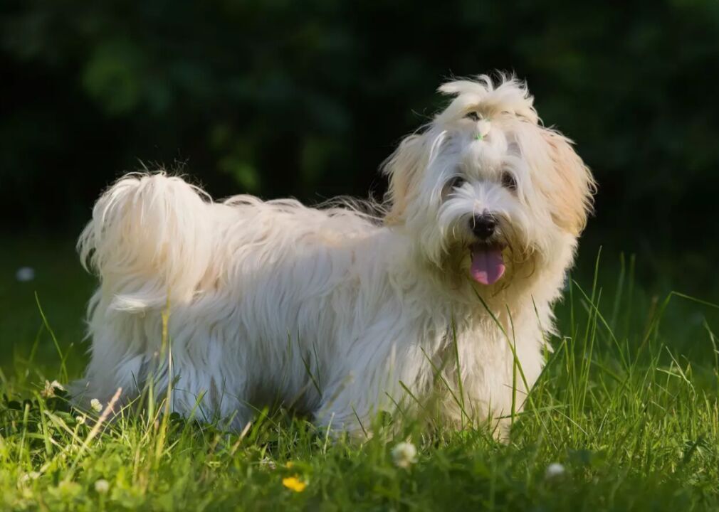 #25. Havanese